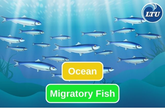 Here are 10 Fish That Do Migration Across Ocean